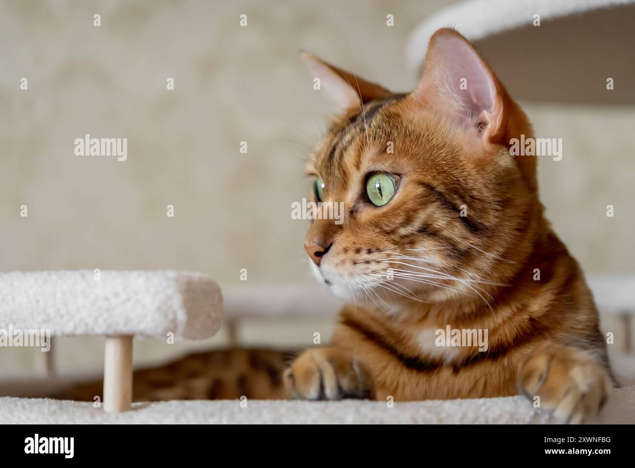 Gatto shorthair del Bengala disteso in un letto d'albero. Mobili per gatti e gatti. Foto Stock