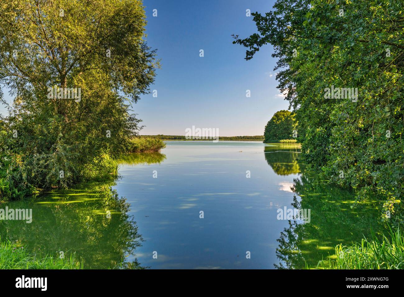 Stary Staw (stagno vecchio), zone umide nella riserva naturale di Milicz Ponds, parco paesaggistico della valle di Barycz, vicino alla città di Żmigród, bassa Slesia, Polonia Foto Stock