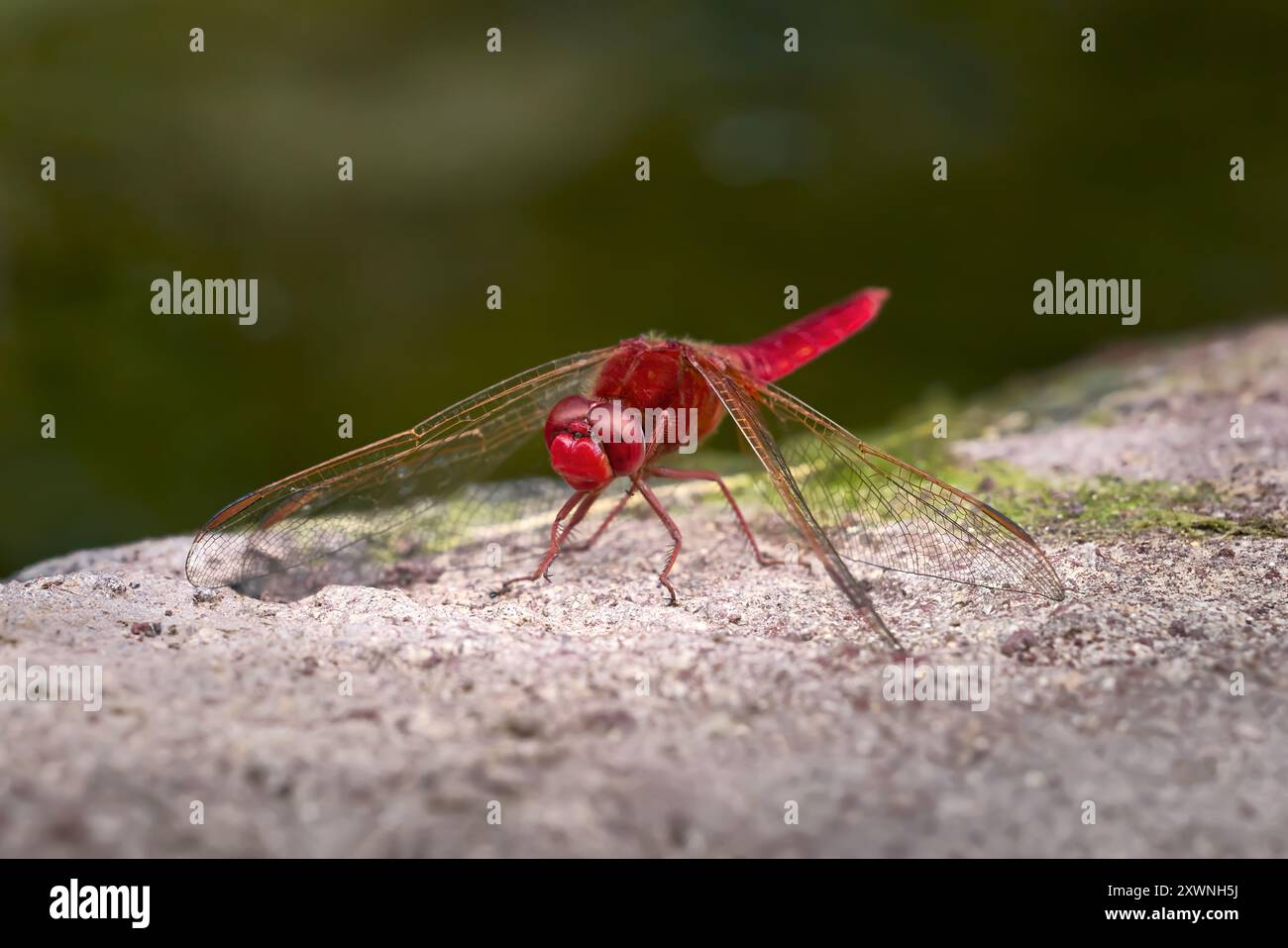 Scarlet Dragonfly (Crocothemis erythraea) maschio seduto sul muro di pietra di uno stagno Foto Stock