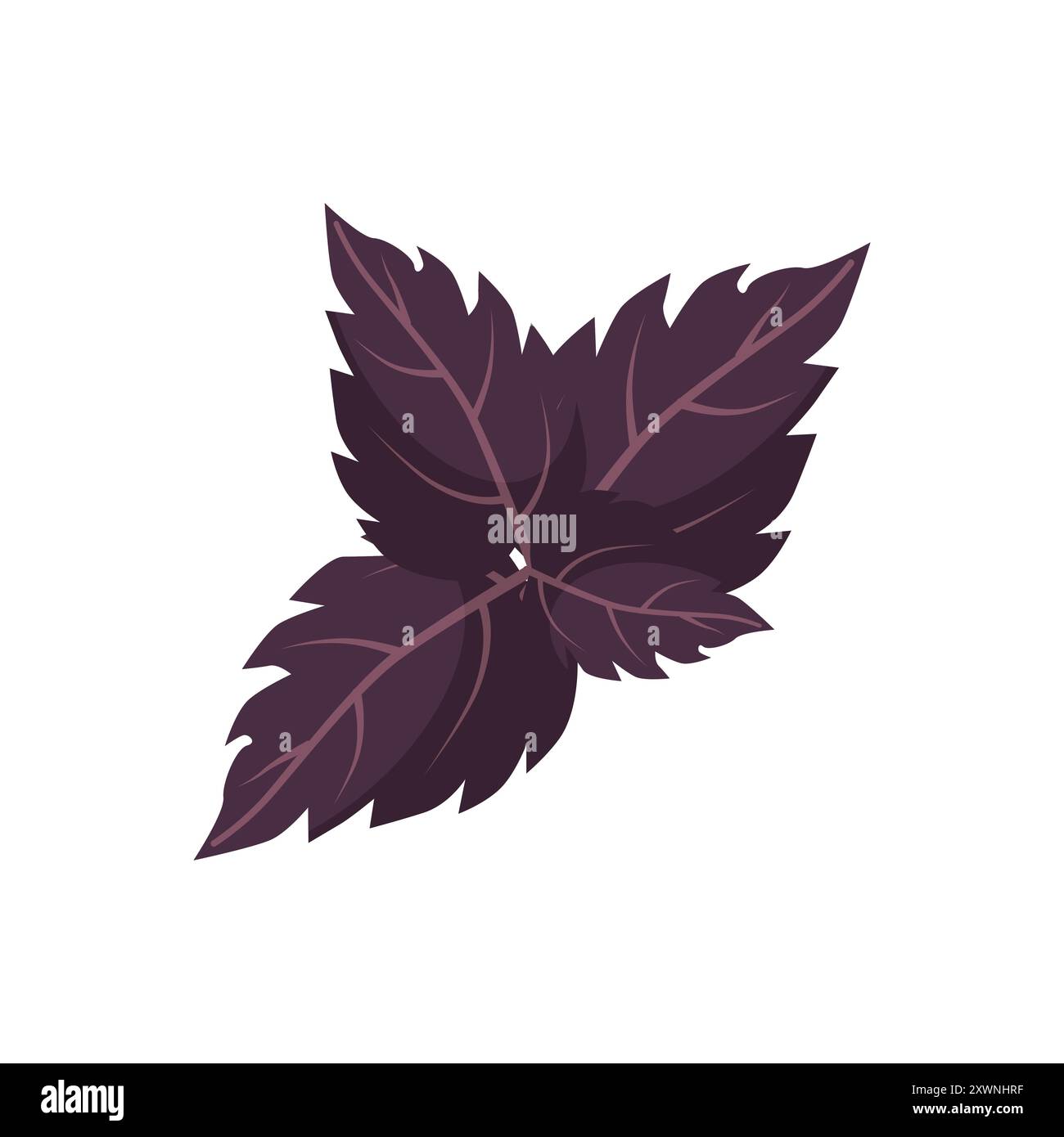 Illustrazione vettoriale di foglie di basilico viola fresche, perfetta per temi culinari e botanici. Illustrazione Vettoriale