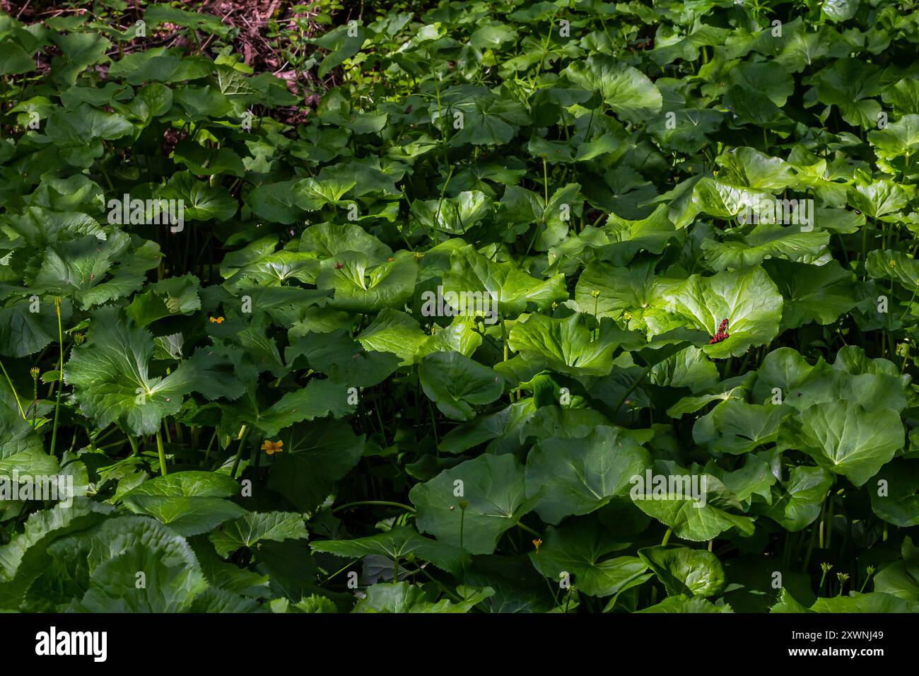 Foglie testurizzate e infiorescenza rosa della pianta Petasites pyrenaicus. Foto Stock