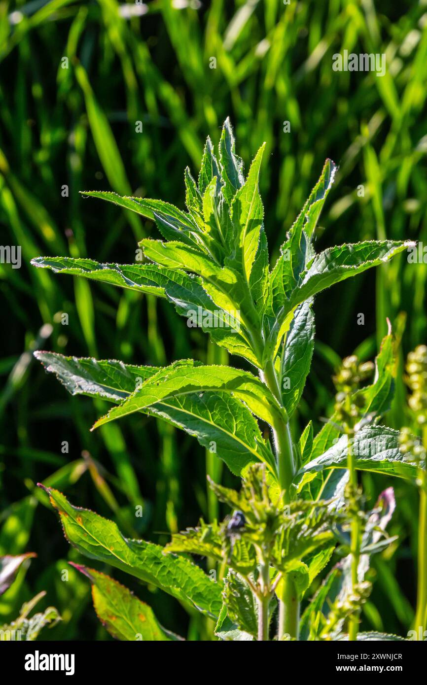 Foglia di menta marocchina nome latino Mentha spicata, marocchino. Foto Stock