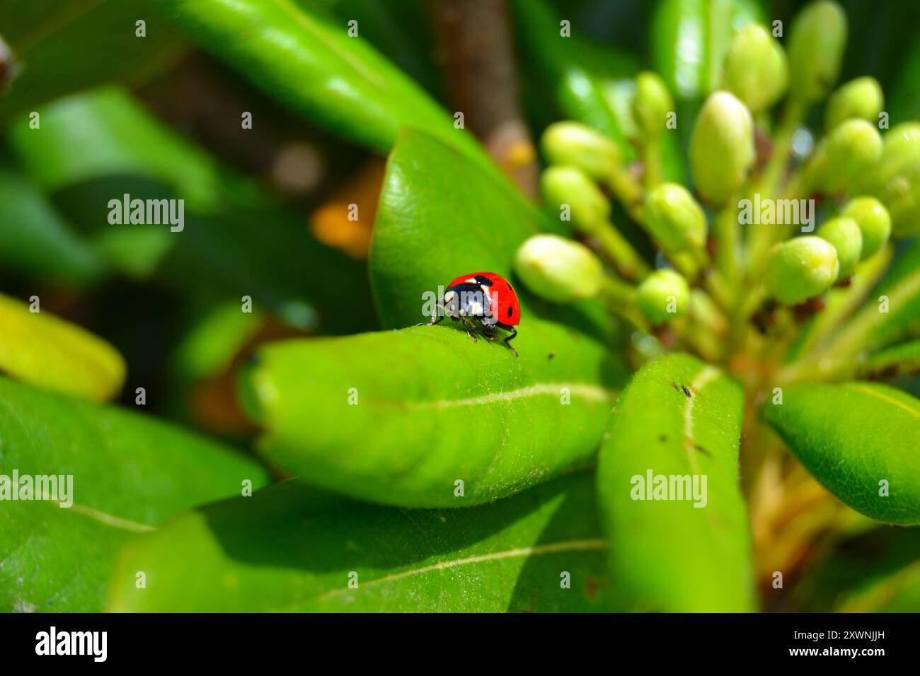 Una coccinella rossa con macchie nere appollaiate su un ramoscello tra foglie verdi, che cattura un dettaglio ravvicinato della bellezza della natura. Foto Stock