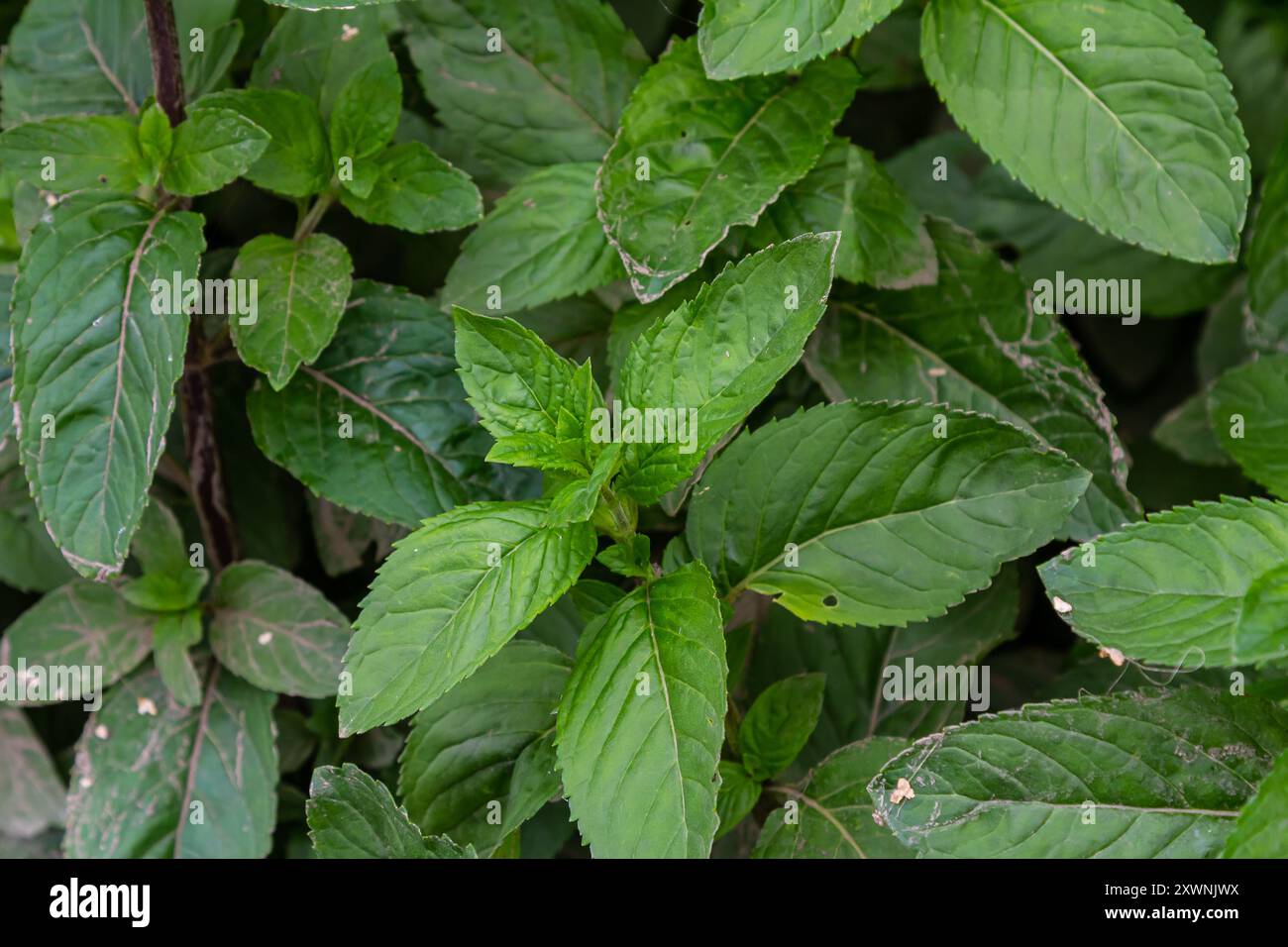 Mentha, nota anche come menta, usata come spezia per il tè e per aromatizzare cibi e altre bevande. Foto Stock