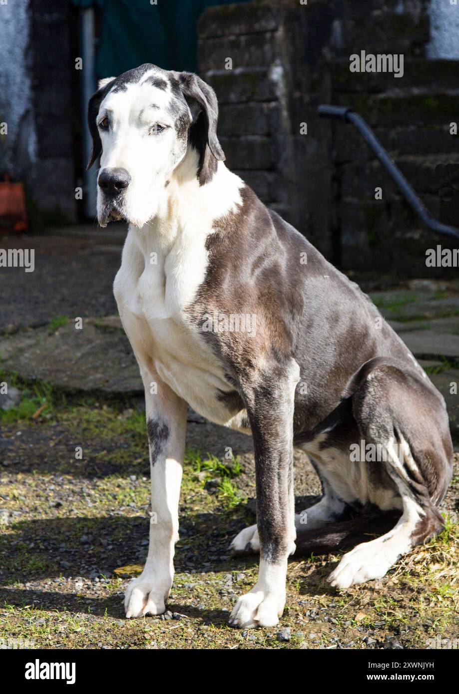 Grande cane anziano Dane Foto Stock