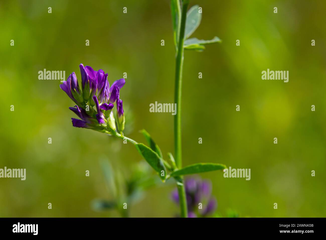 Fiori di erba medica nel campo. Medicago sativa. Foto Stock