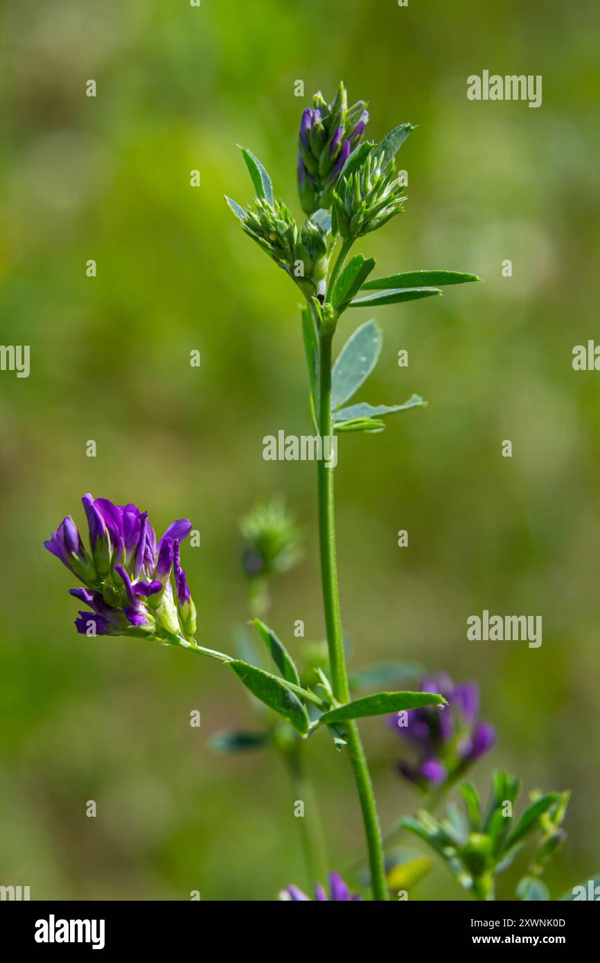 Fiori di erba medica nel campo. Medicago sativa. Foto Stock
