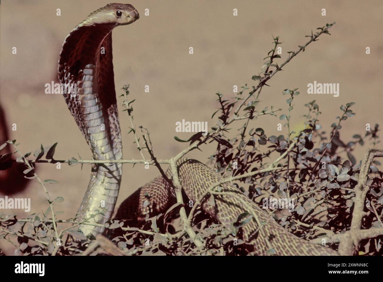 Il cobra indiano (Naja naja), noto anche come cobra dagli occhiali, cobra asiatico, o cobra binocellato, è una specie di cobra, un serpente velenoso Foto Stock