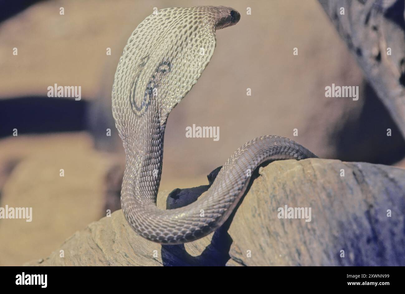 Il cobra indiano (Naja naja), noto anche come cobra dagli occhiali, cobra asiatico, o cobra binocellato, è una specie di cobra, un serpente velenoso Foto Stock