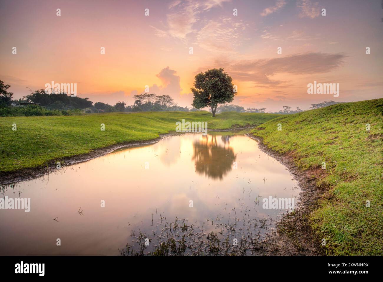 L'albero solitario si riflette in un lago al tramonto, Gawir, Indonesia Foto Stock