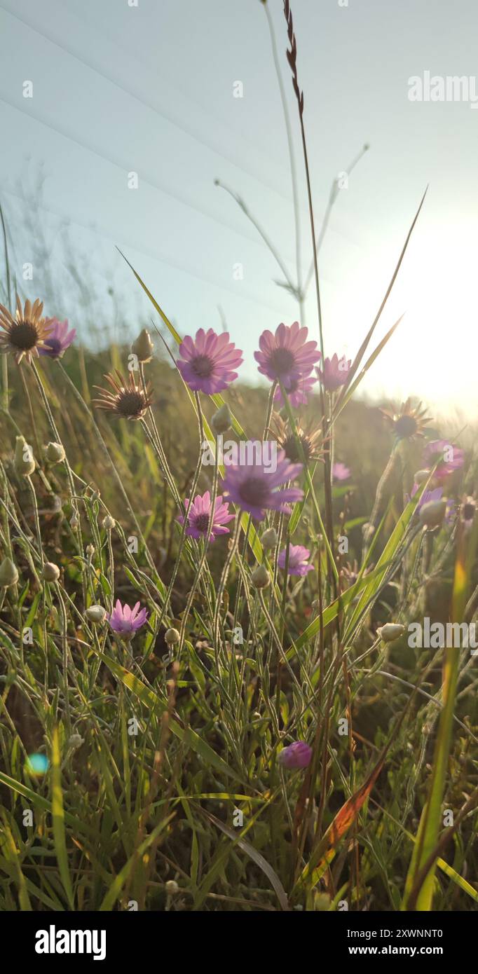 Fiori selvatici (primo piano di Xeranthemum) e il tramonto sullo sfondo. Foto Stock