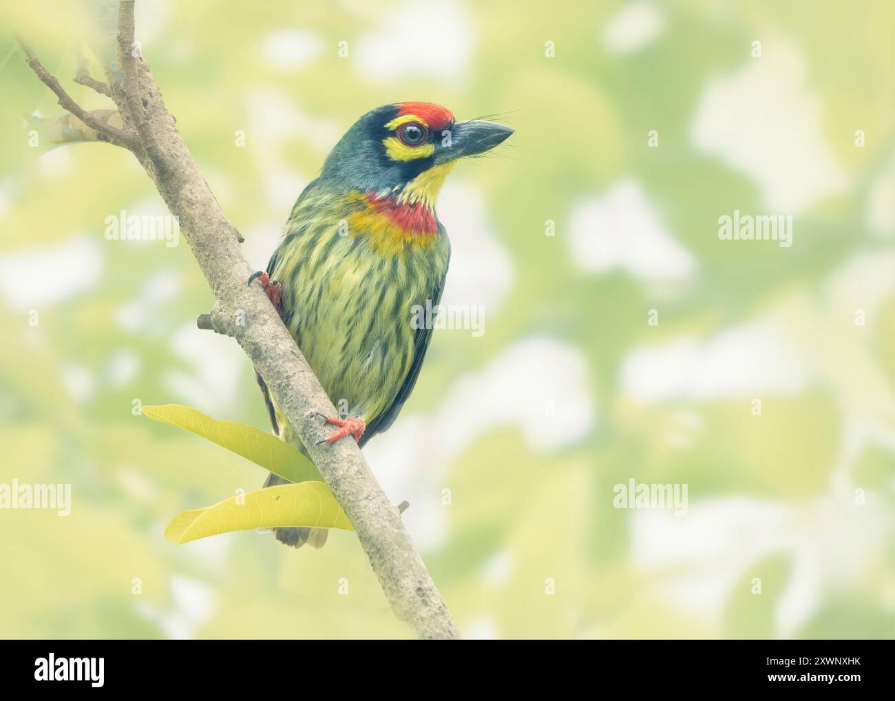 barbet (Megalaima haemacephala) arroccato su un ramo con sfondo di alberi sfocato, Bangkok, Thailandia Foto Stock