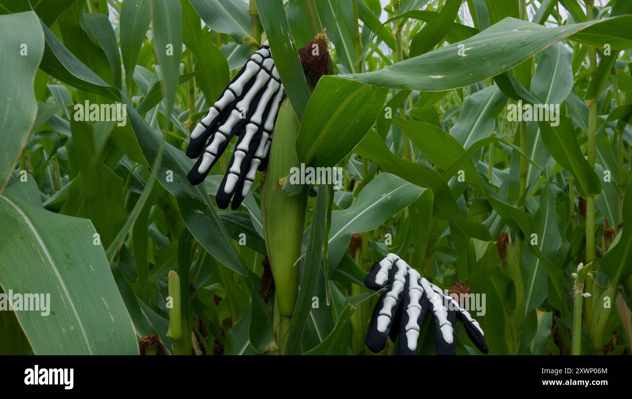 Le mani di scheletro afferrano una pianta di mais. Foto Stock