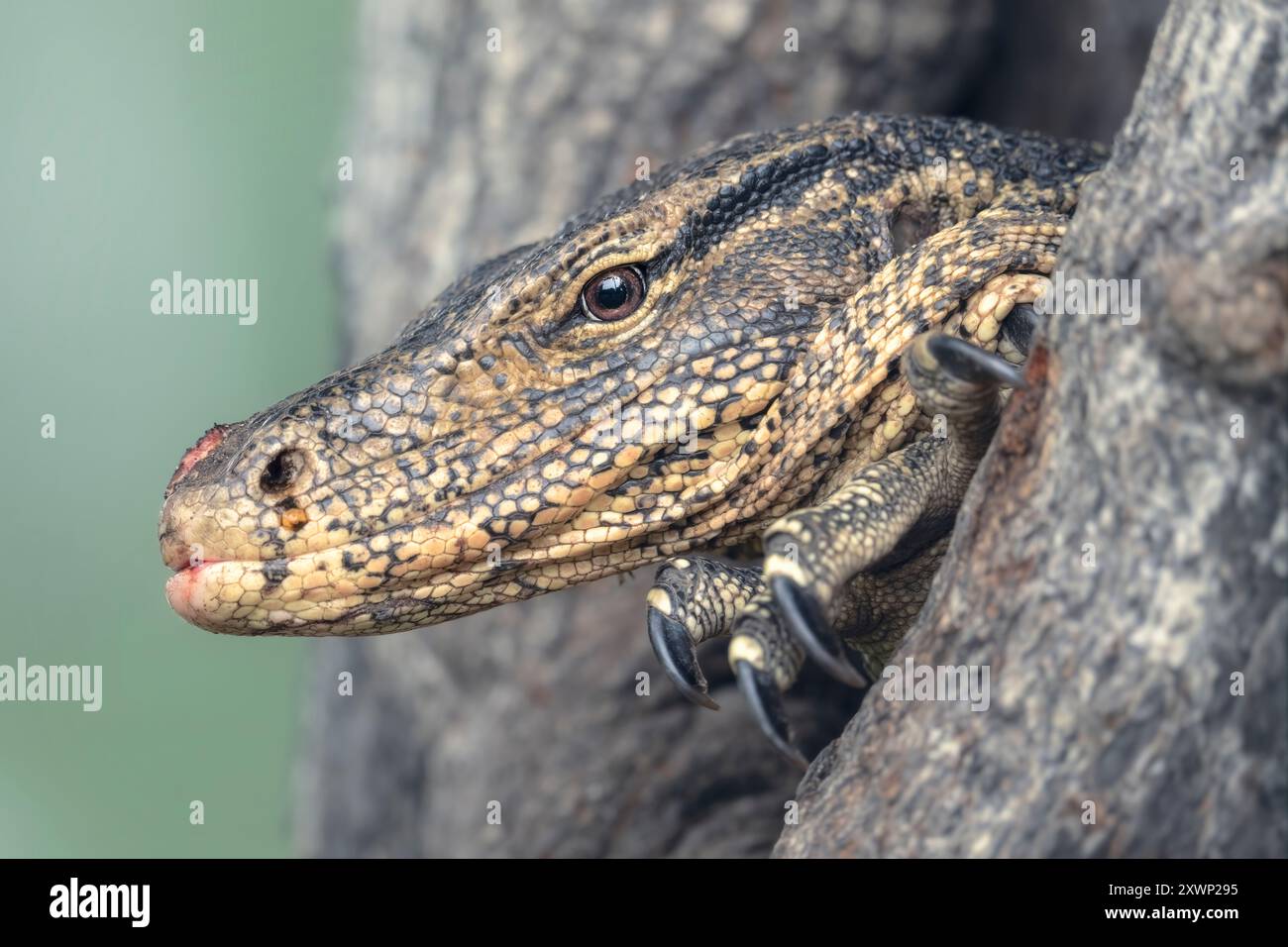 Primo piano di un varano asiatico selvaggio (Varanus salvator) che emerge da una cavità di alberi, la Thailandia Foto Stock