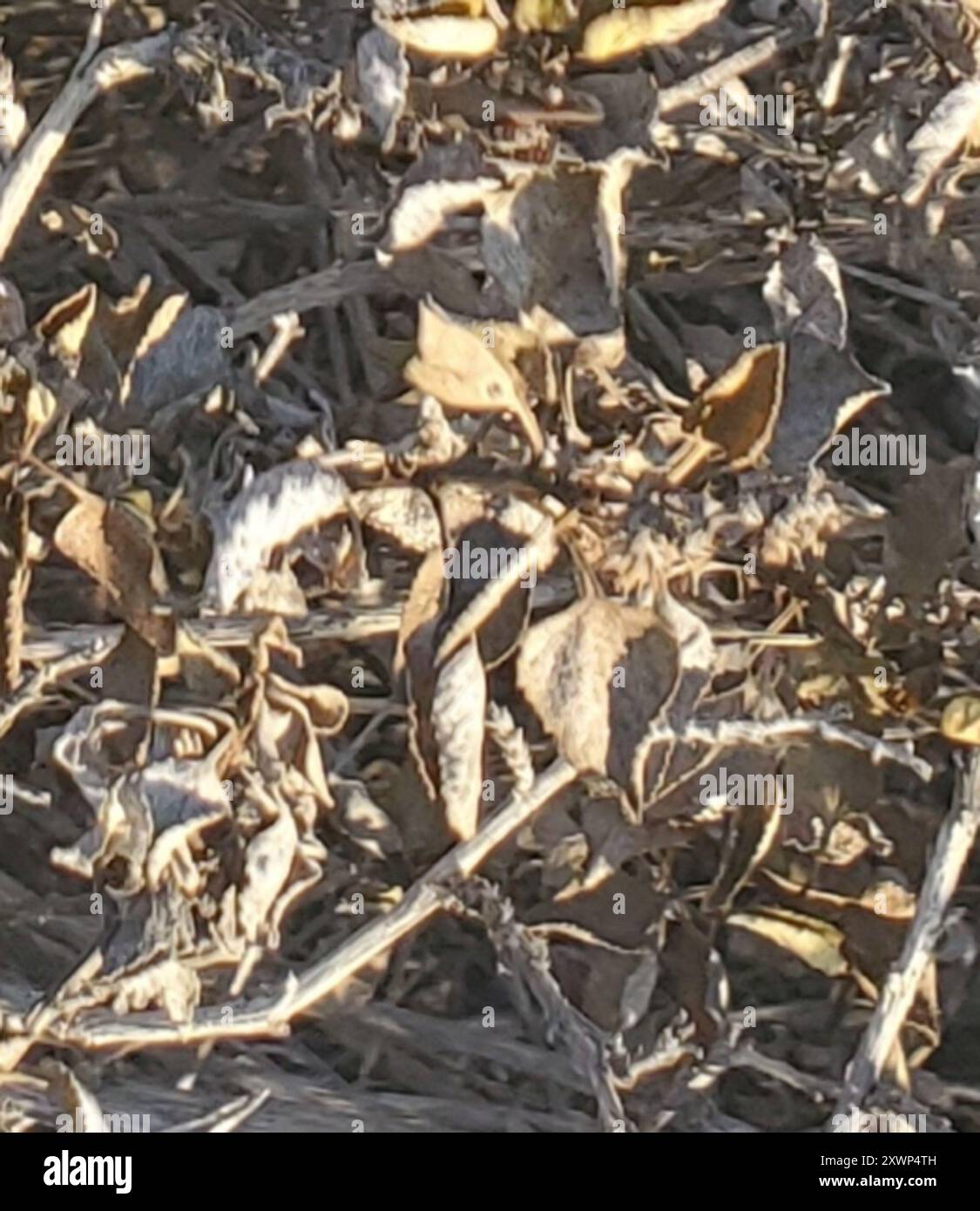 San Diego Bursage (Ambrosia chenopodiifolia) Plantae Foto Stock