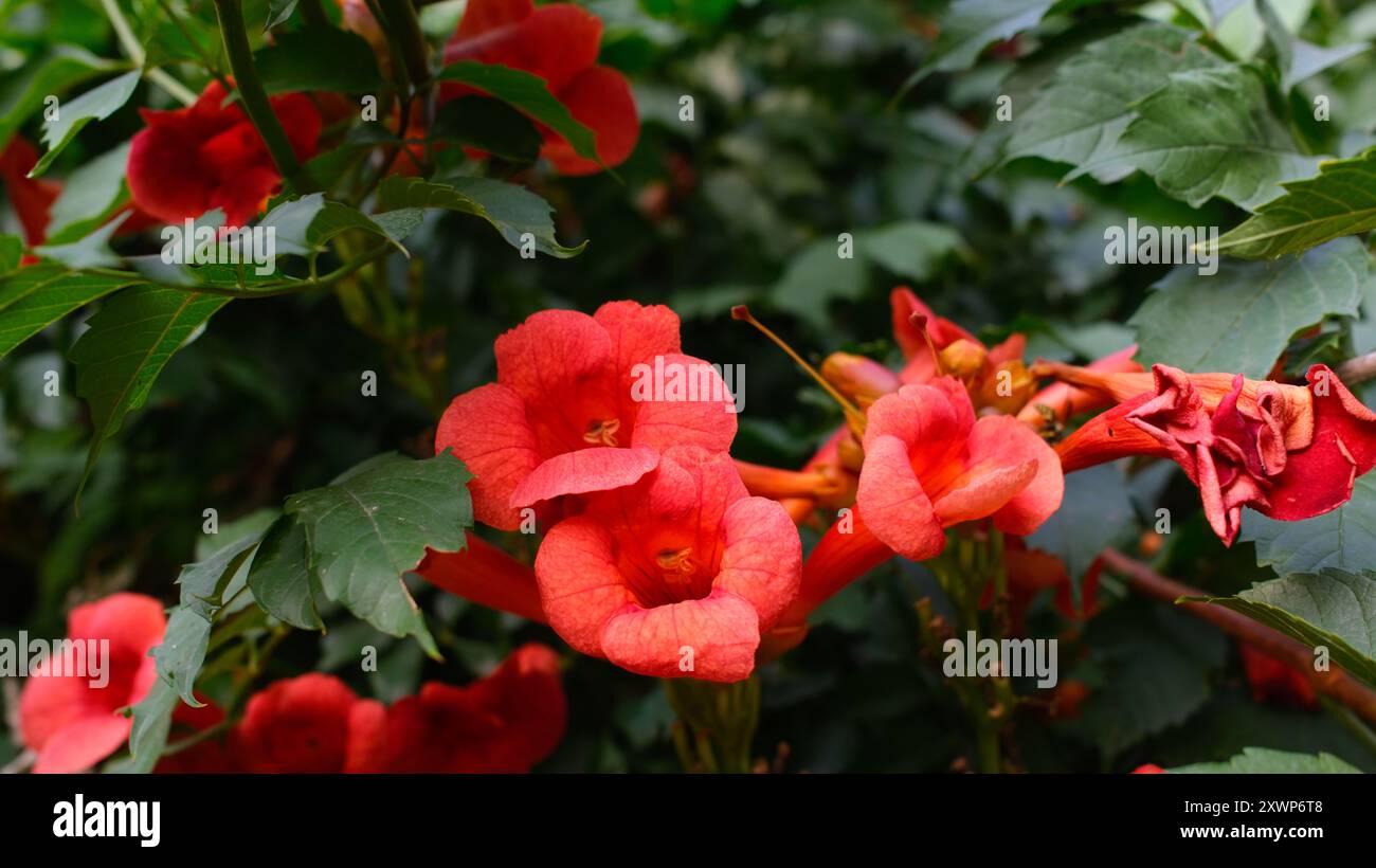 Fiori di tromba rosso vibrante in fiore. Campsis radicans o tromba superriduttore. Foglie verdi lussureggianti e sfondo floreale luminoso. Foto Stock