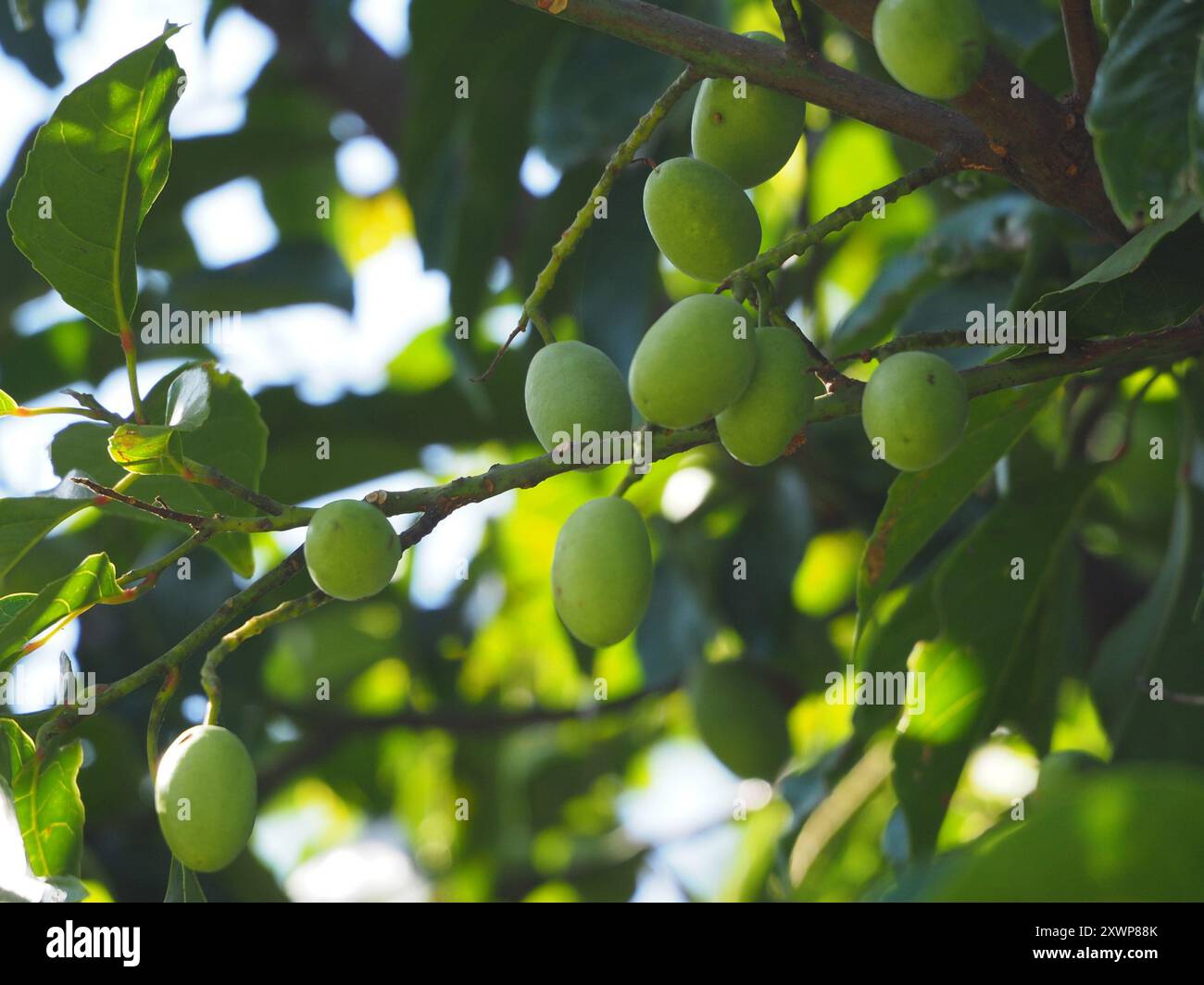 Ceylon Olive (Elaeocarpus serratus) Plantae Foto Stock