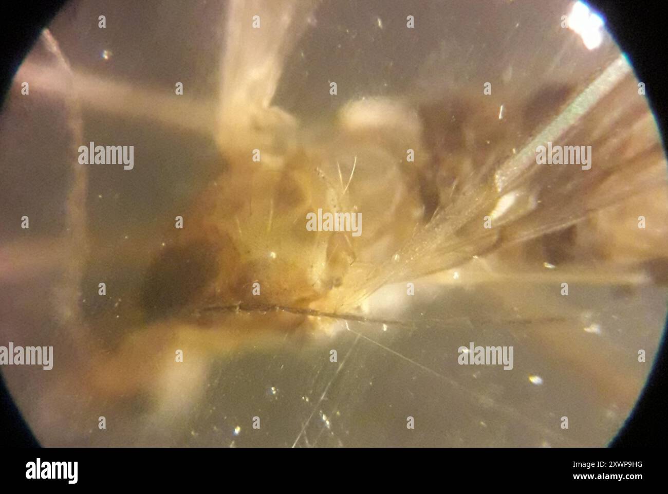 Gnat invernale (Trichocera annulata) Insecta Foto Stock