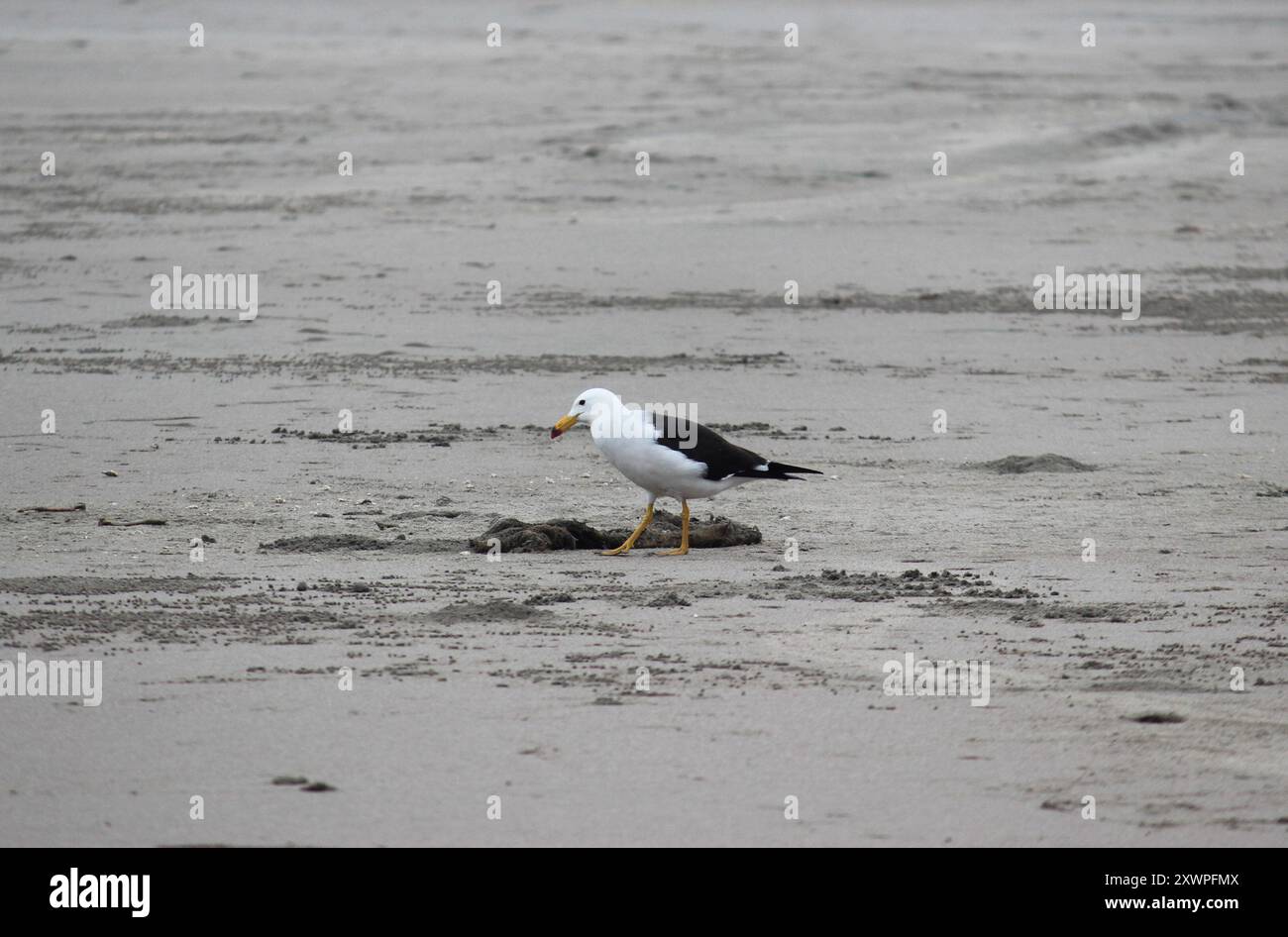 Belcher's Gull (Larus belcheri) Aves Foto Stock