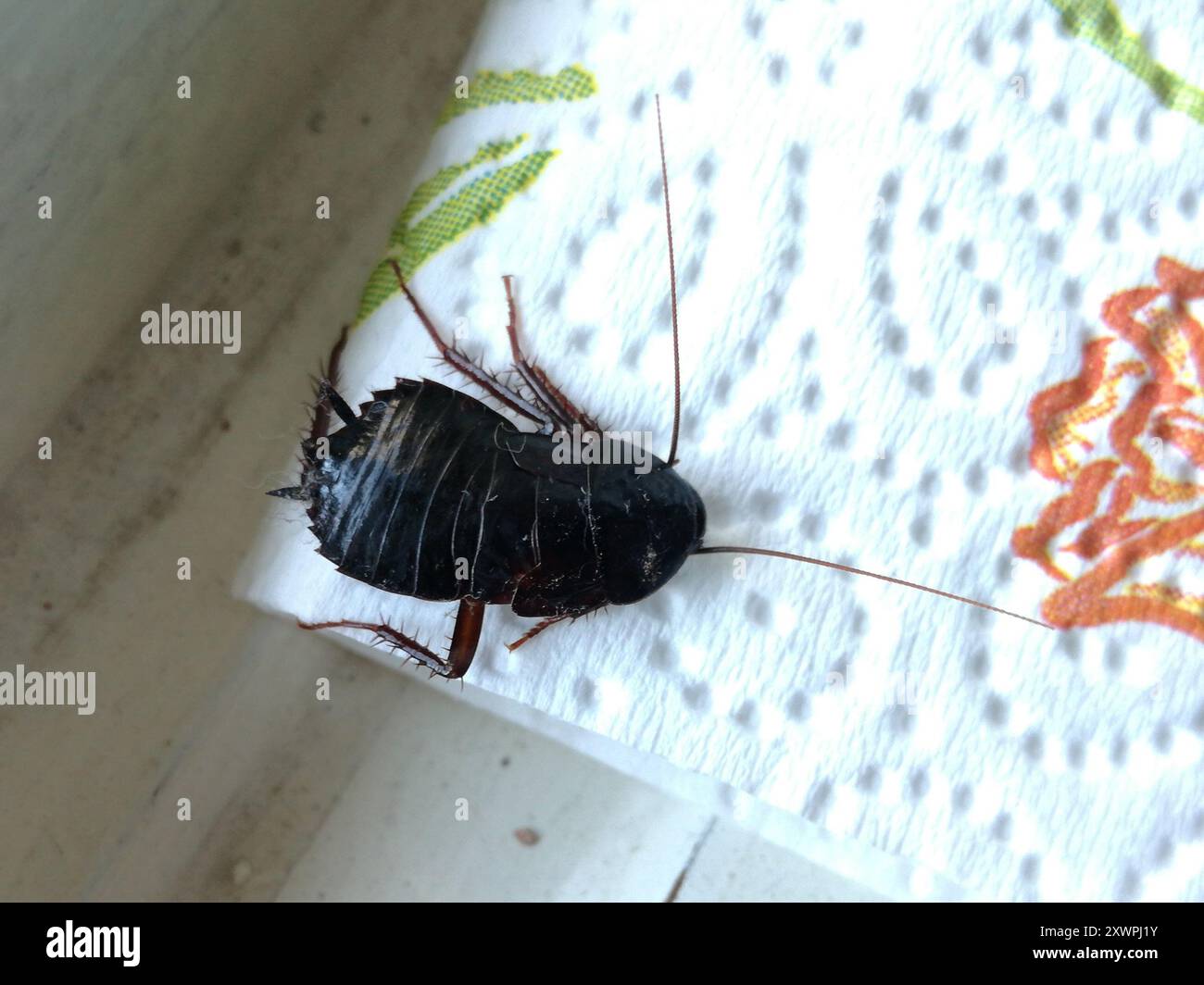 Cockroach orientale (Blatta orientalis) Insecta Foto Stock