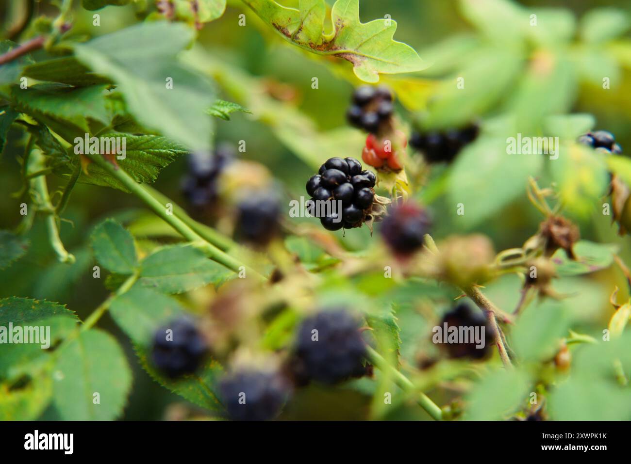 Bellezza selvaggia: Mora nella foresta senza domato Foto Stock
