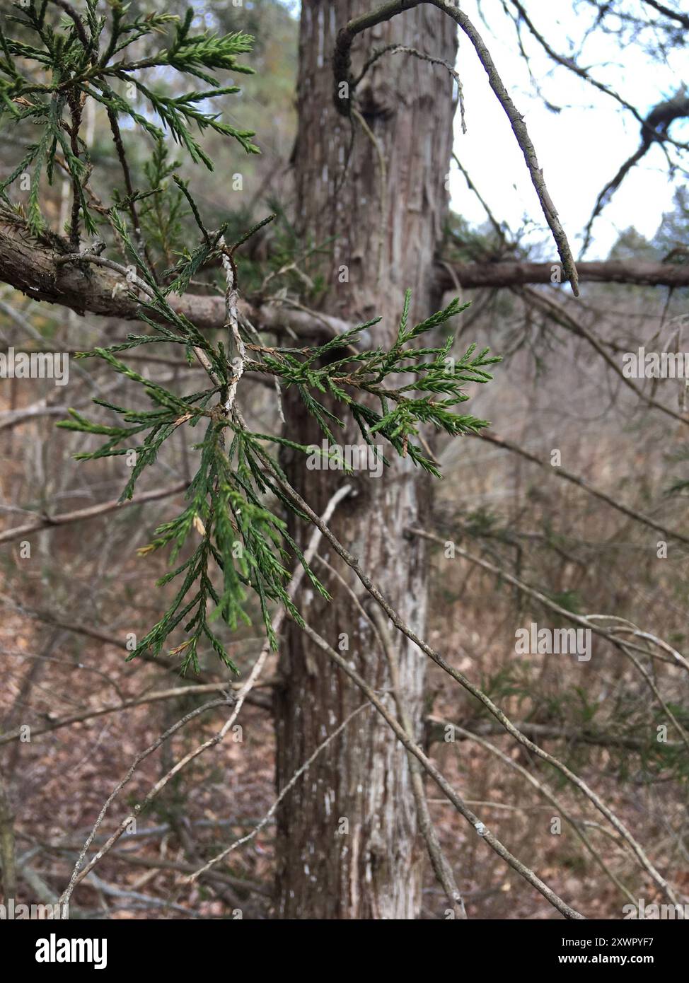 Cedro bianco Atlantico (Chamaecyparis thyoides) Plantae Foto Stock