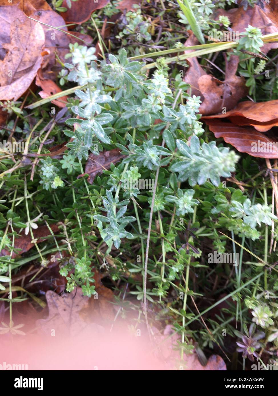 Hedge Bedstraw (Galium mollugo) Plantae Foto Stock