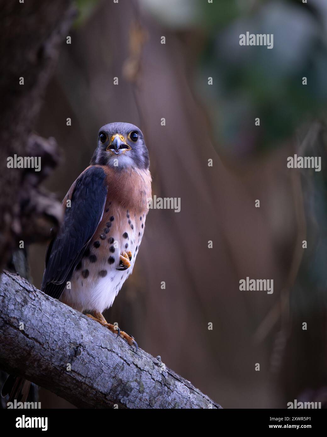 Kestral americano, Giamaica Foto Stock