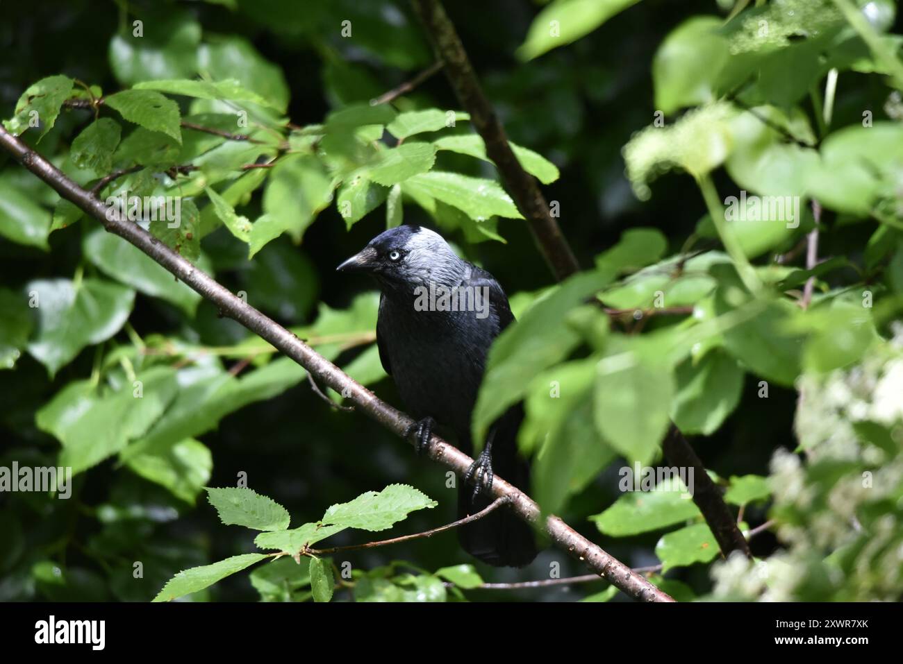 WESTERN Jackdaw (Corvus monedula) arroccato su un ramo diagonale in Foreground of Image, con la testa girata a sinistra, su uno sfondo verde, nel Regno Unito Foto Stock