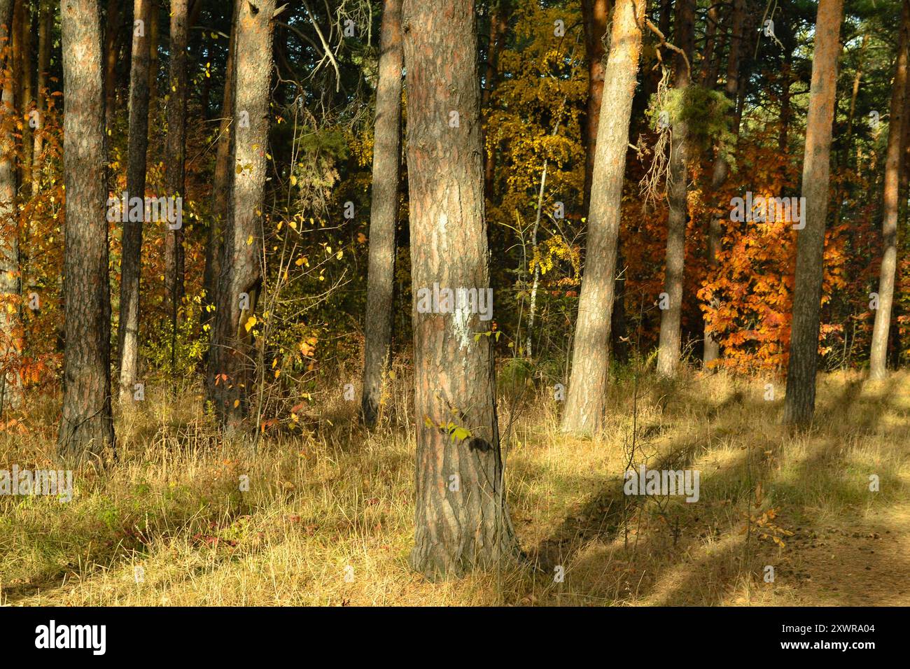 I tronchi dei pini nei fitti boschi sono illuminati dalla luce del sole serale Foto Stock