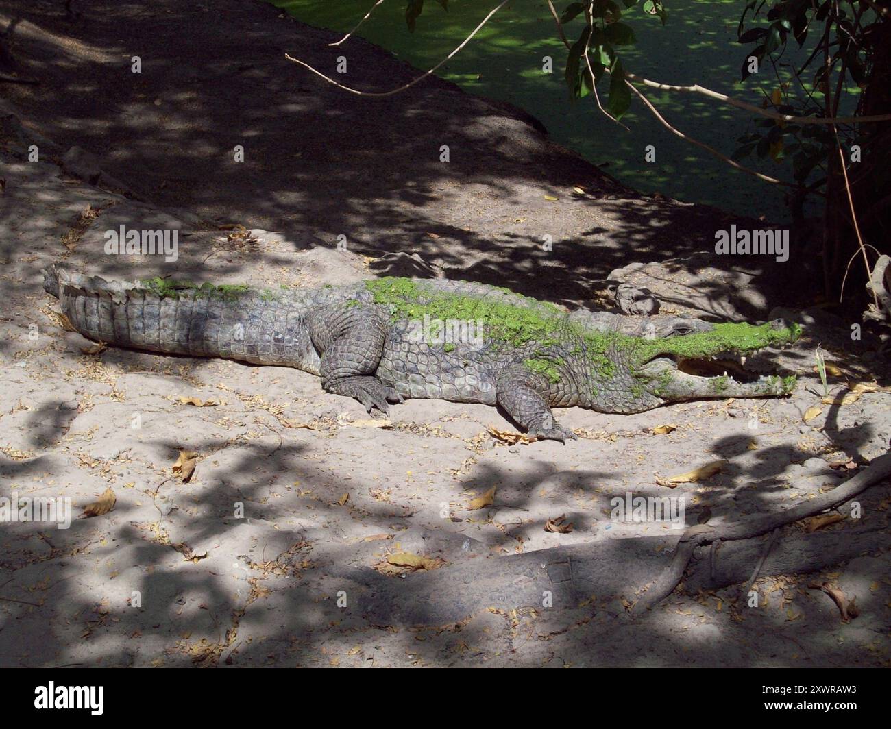 Coccodrillo dell'Africa occidentale (Crocodylus suchus) Reptilia Foto Stock