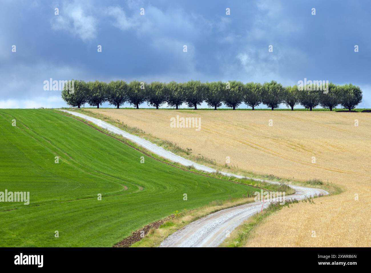 Strada di campagna / strada sterrata e fila di salici bianchi (Salix alba) lungo il campo di grano in estate in una giornata nuvolosa e piovosa Foto Stock