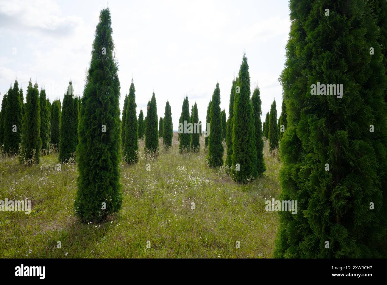 Alberi di vita (Thuja) contro la luce in un vivaio di alberi, piantando Foto Stock