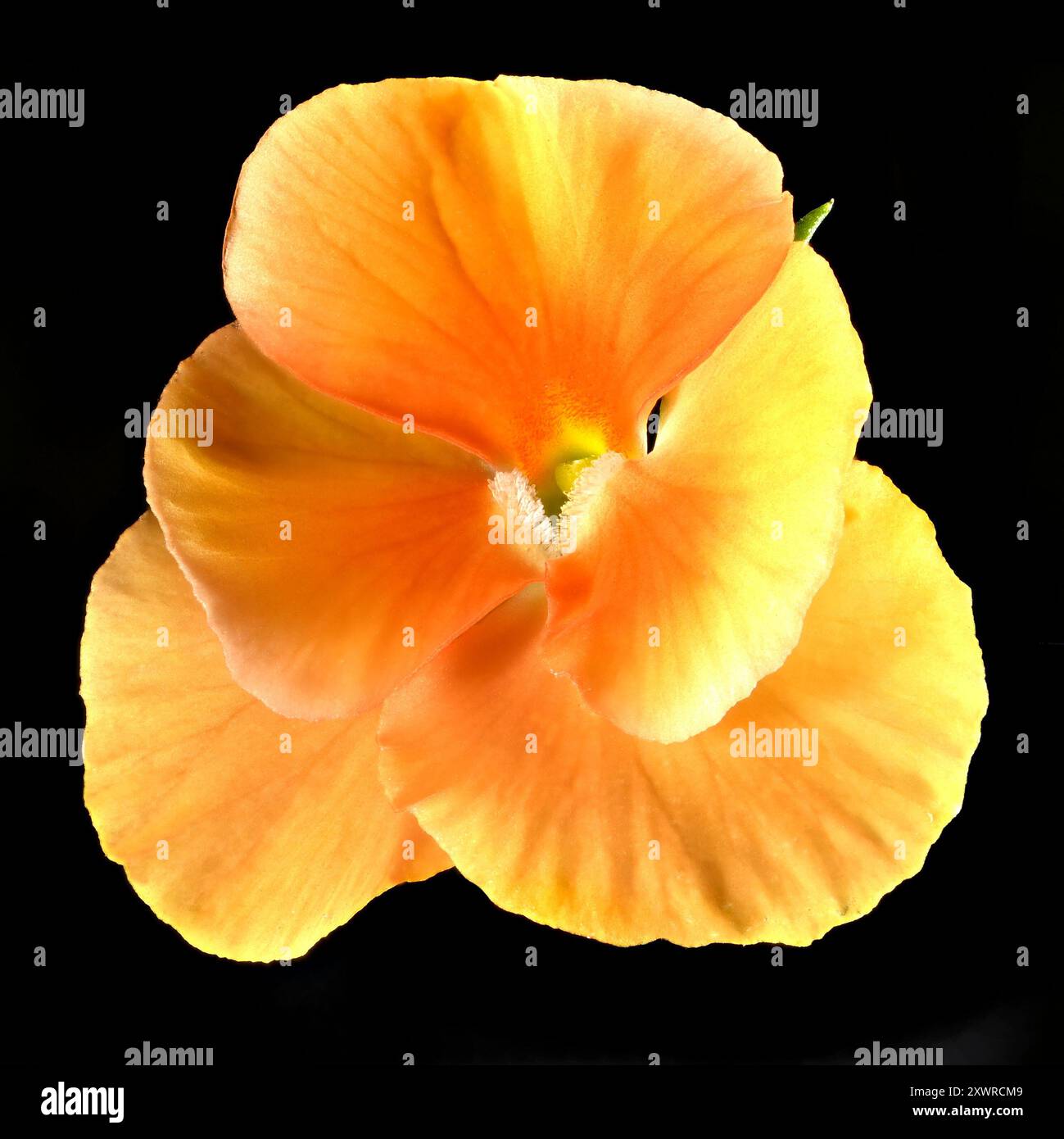 Foto in studio (immagine impilata) di un fiore viola di pesca/arancia su sfondo nero Foto Stock