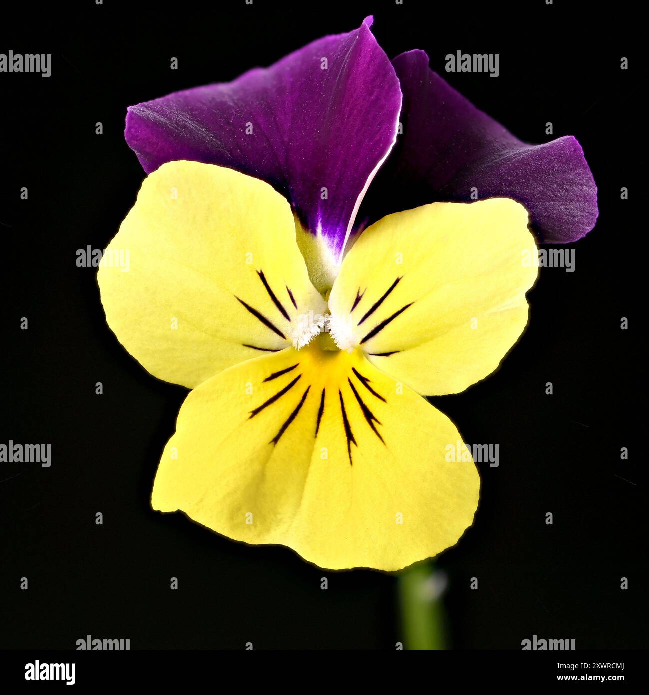 Scatto in studio (immagine sovrapposta) di un fiore viola "ala viola" su sfondo nero Foto Stock