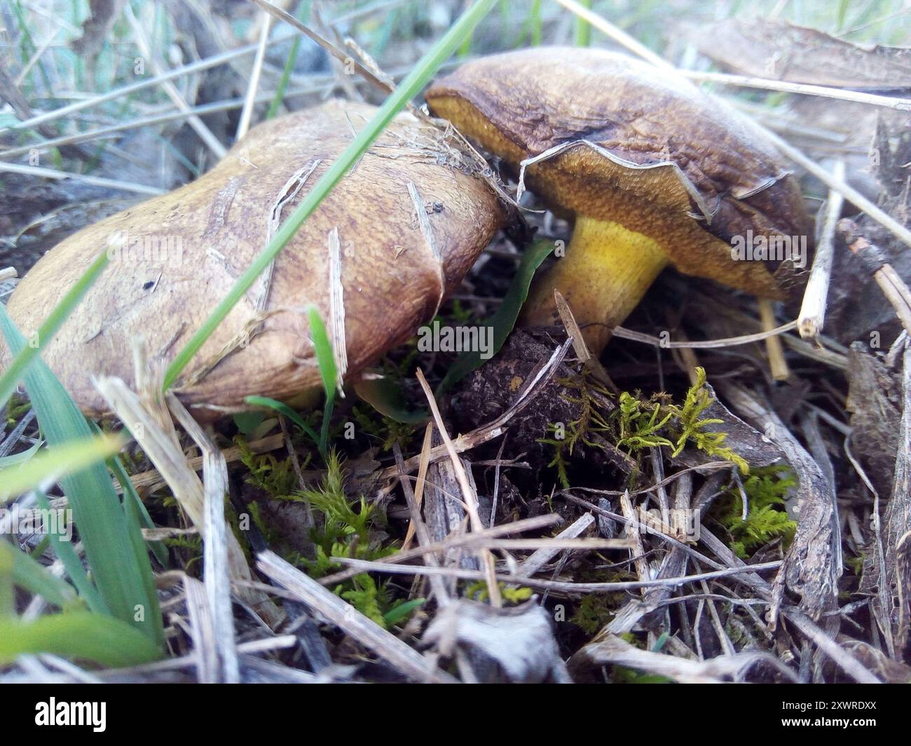 (Suillus collinitus) funghi Foto Stock