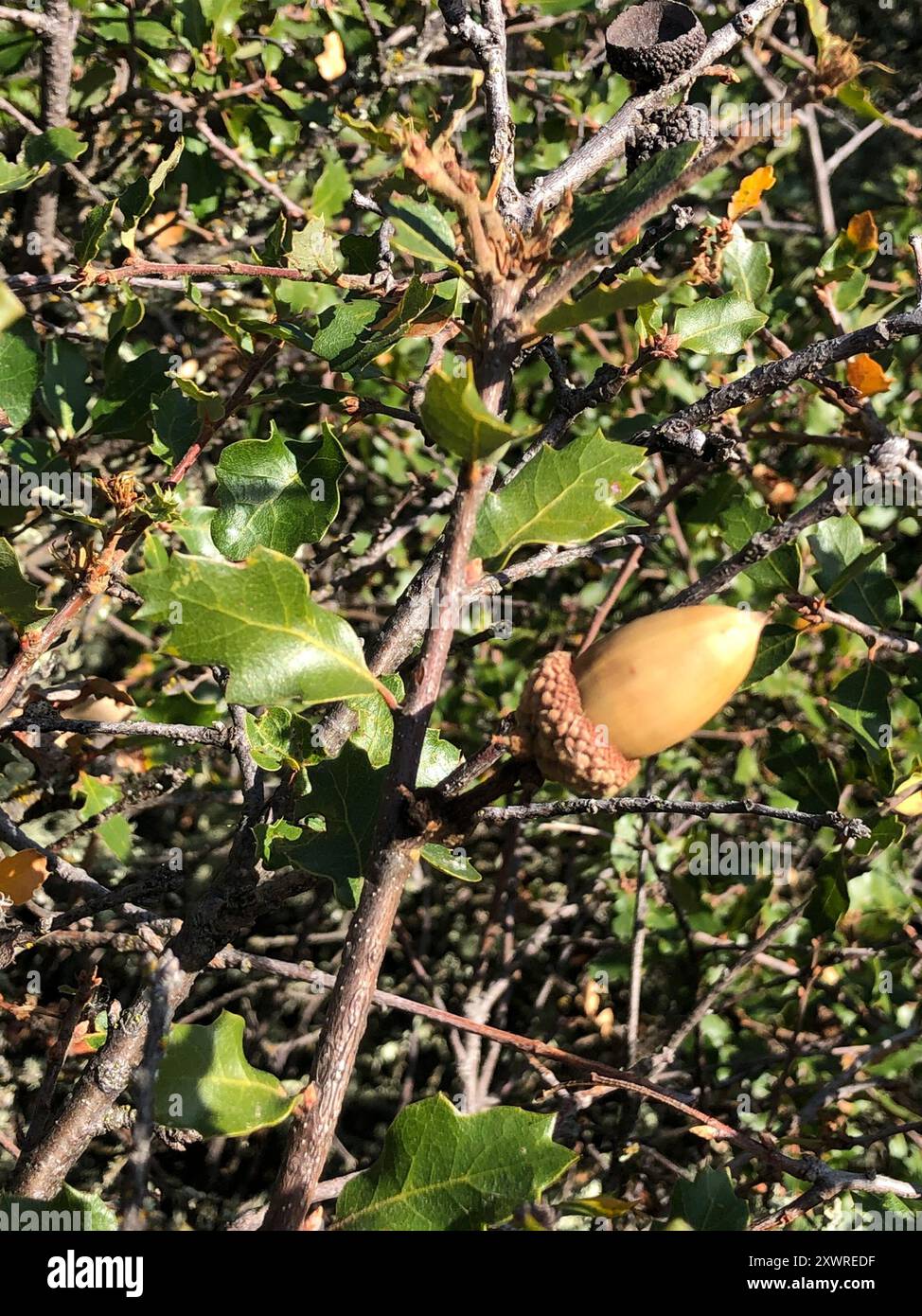 Quercia della California (Quercus berberidifolia) Plantae Foto Stock