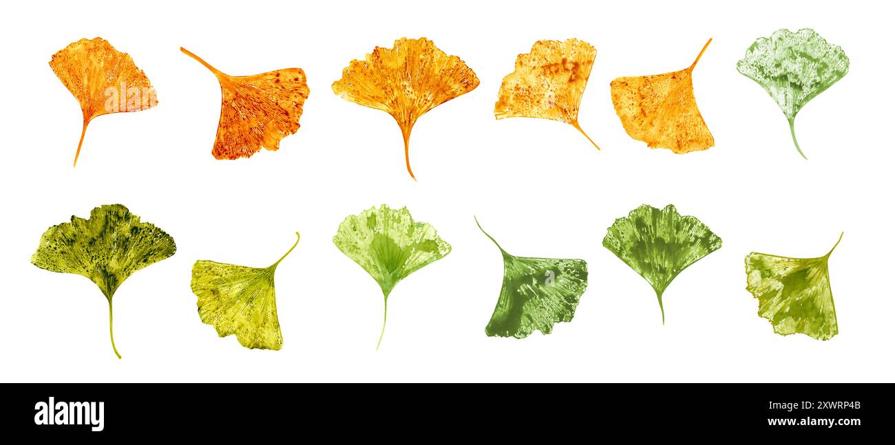 Gingko biloba Leaf Imprint watercolor illustrazione clip art. Foglie in autunno dorate, verdi. Silhouette autunnali in stile gingko Foto Stock