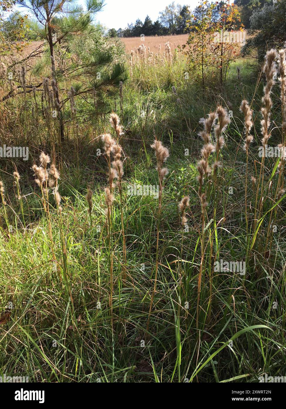 (Andropogon glomeratus) Plantae Foto Stock