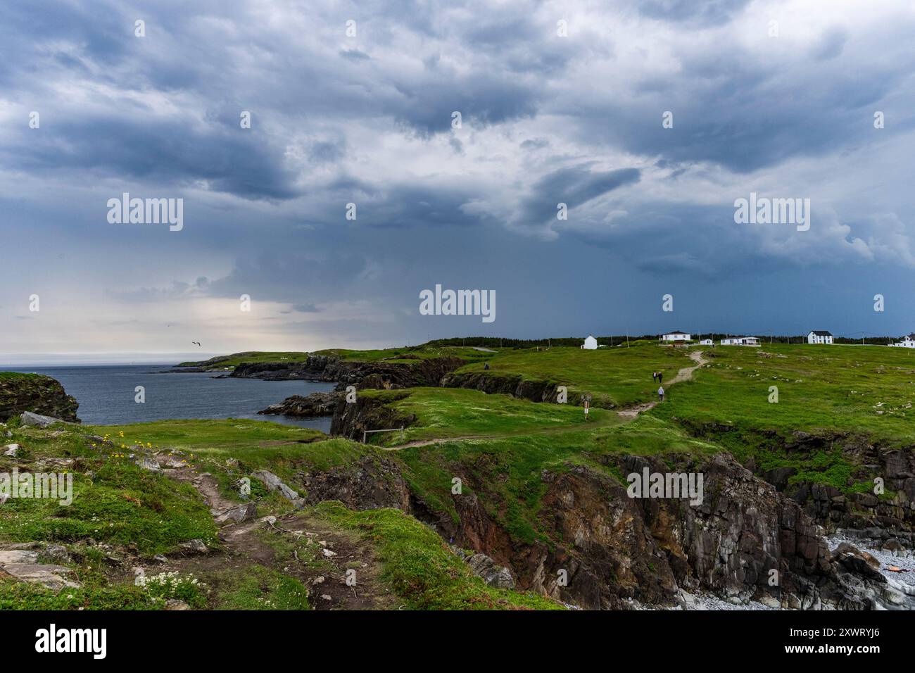 Maltempo in arrivo, tempesta di tuoni, nuvole pesanti, area di osservazione delle pulcinelle di mare, Maberly, Elliston, Terranova, Canada, pulcino Atlantico, Fratercula arctica Foto Stock
