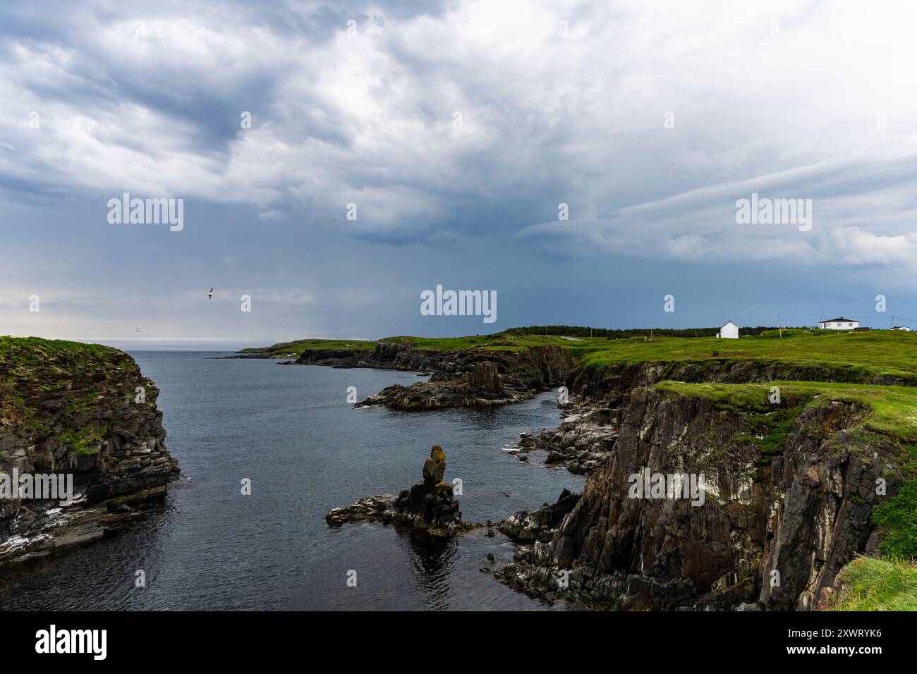 Maltempo in arrivo, tempesta di tuoni, nuvole pesanti, area di osservazione delle pulcinelle di mare, Maberly, Elliston, Terranova, Canada, pulcino Atlantico, Fratercula arctica Foto Stock