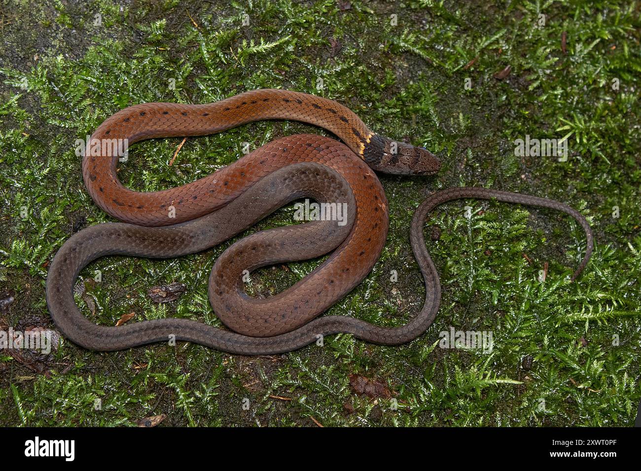 Un serpente dalla testa nera con collo adulto (Sibynophis collaris). Foto Stock