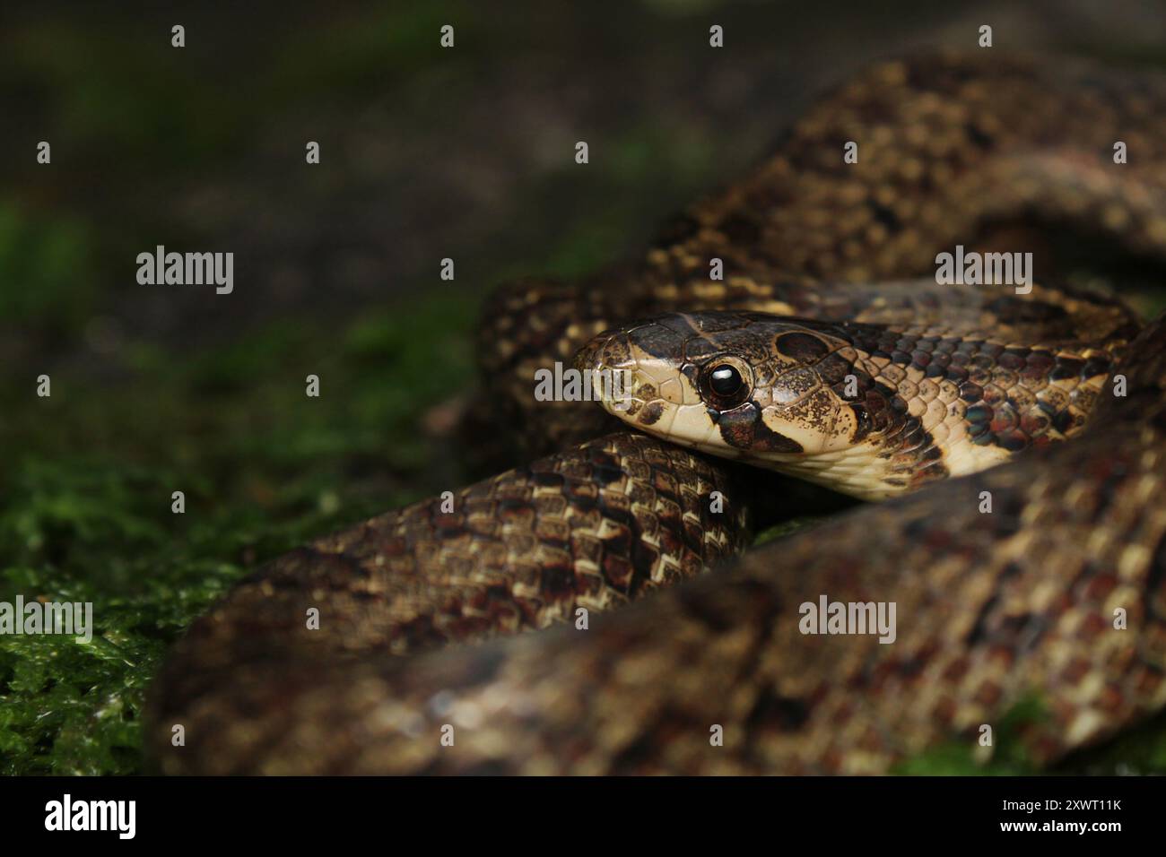 Giovanile di Noce Kukri Snake (Oligodon juglandifer). Foto Stock