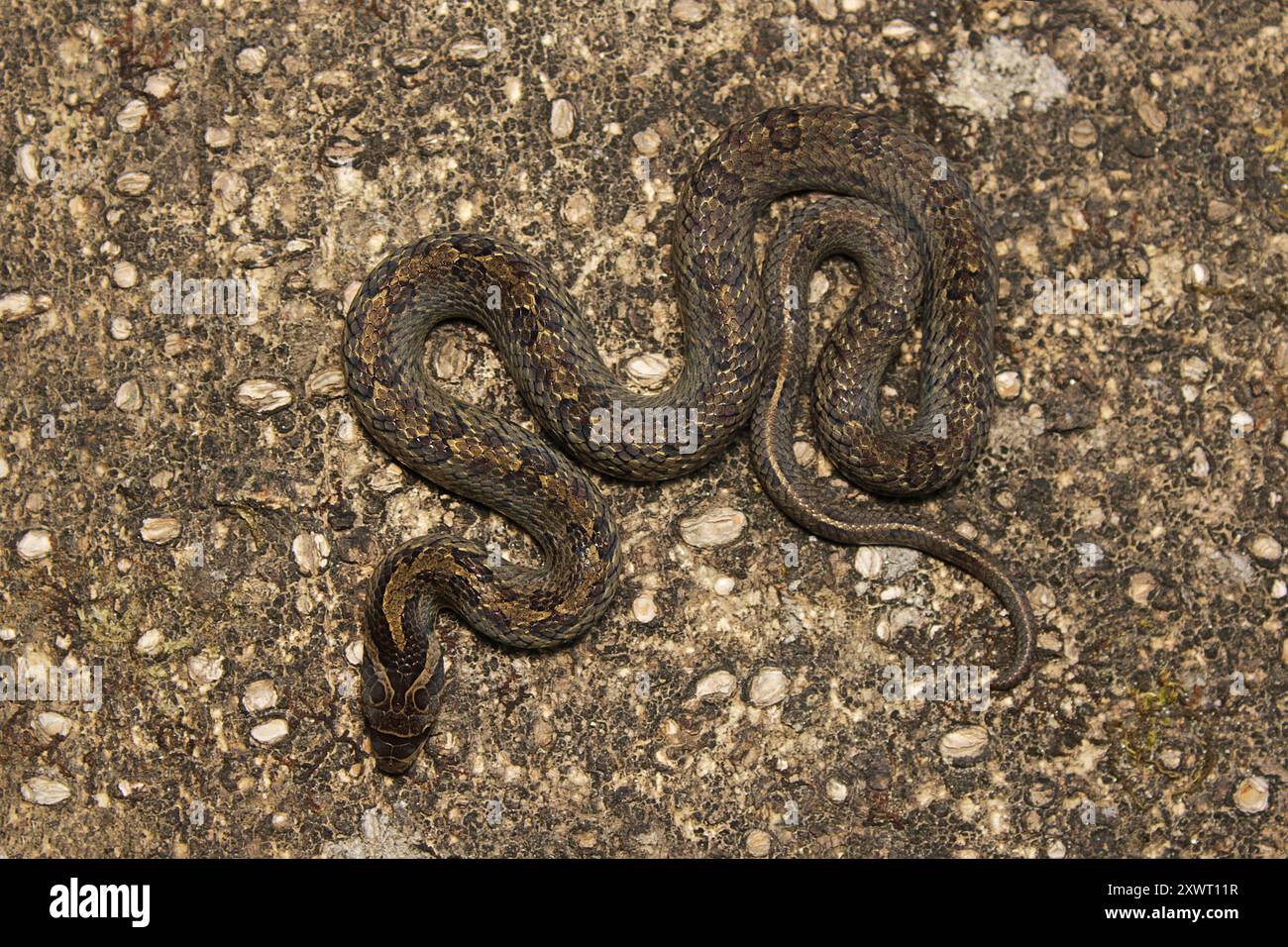 Giovanile di Noce Kukri Snake (Oligodon juglandifer). Foto Stock