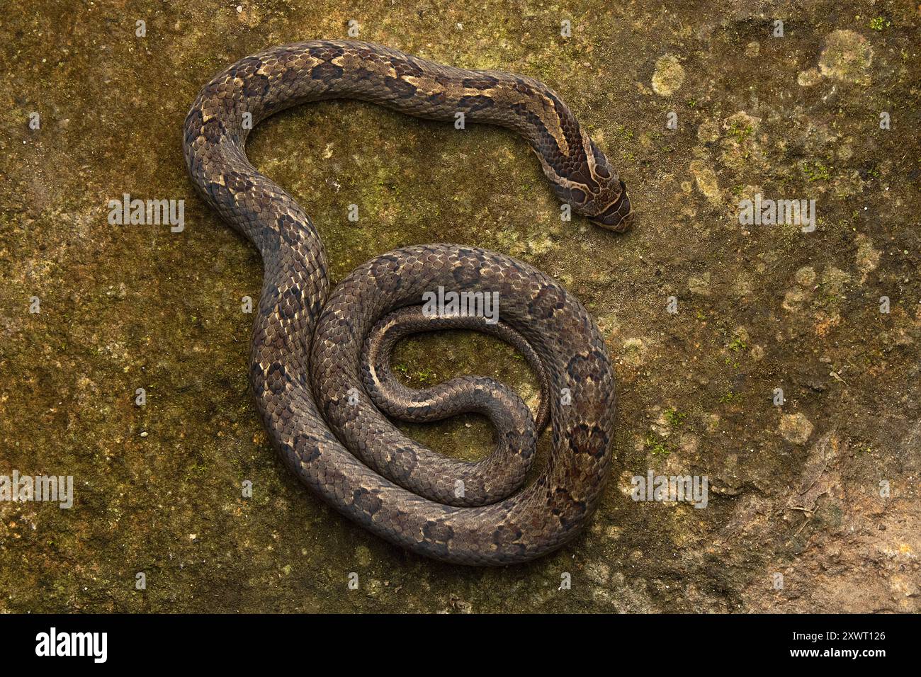 Giovanile di Noce Kukri Snake (Oligodon juglandifer). Foto Stock