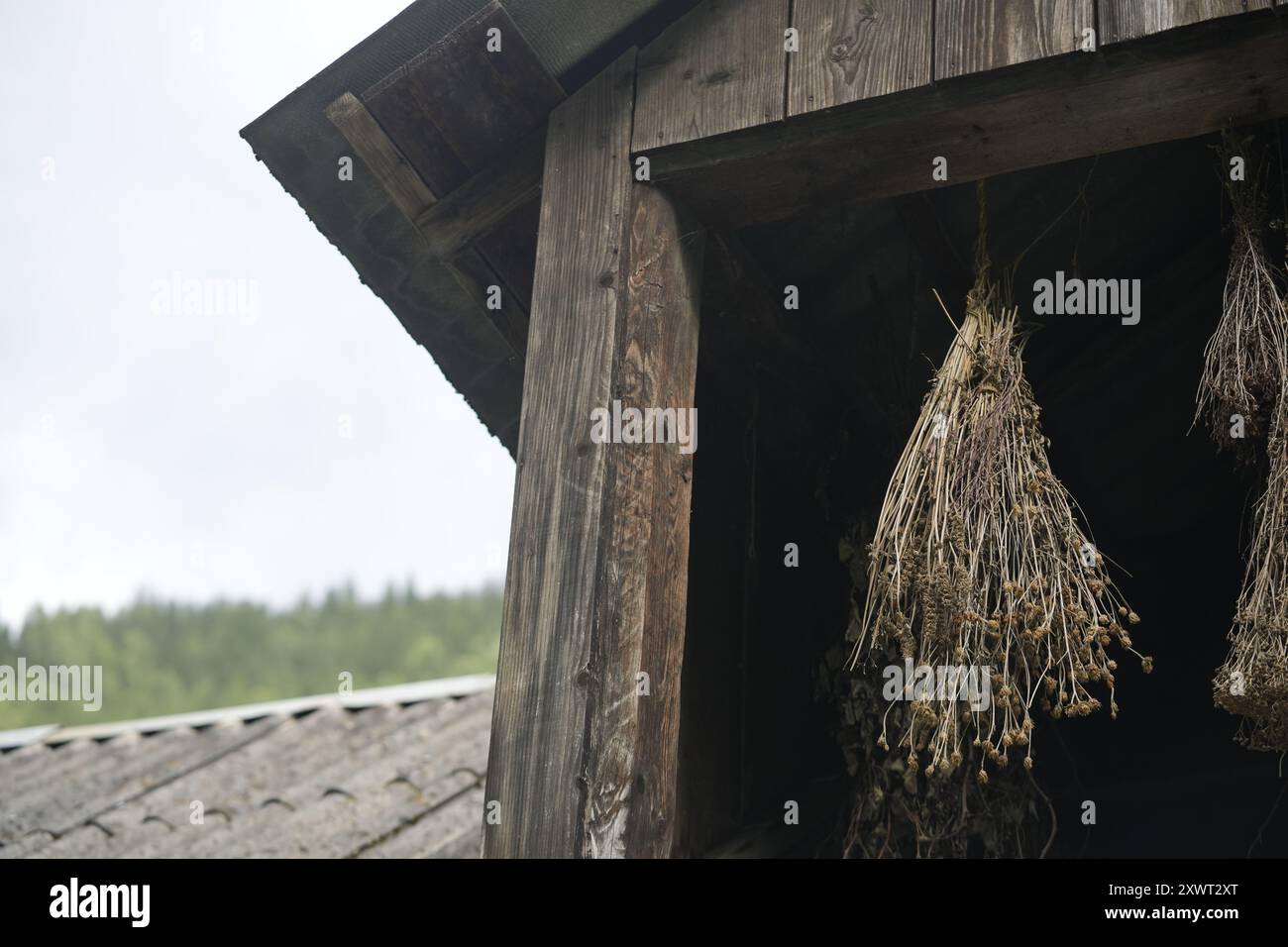 Fiori selvatici secchi appesi nel vecchio fienile di legno, primo piano Foto Stock