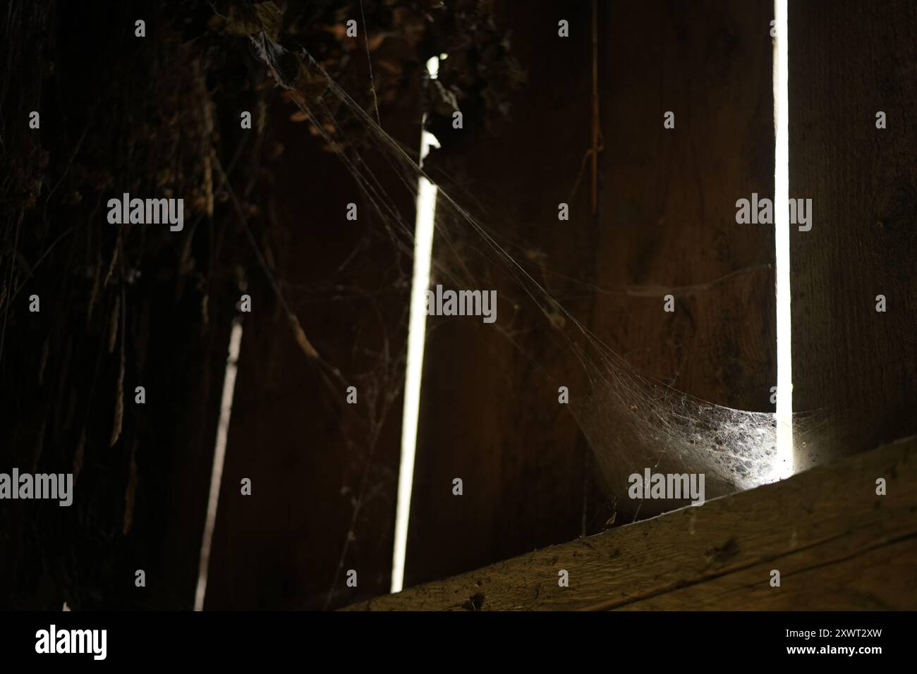 Ragnatela ed erbe secche in un vecchio fienile di legno, primo piano Foto Stock