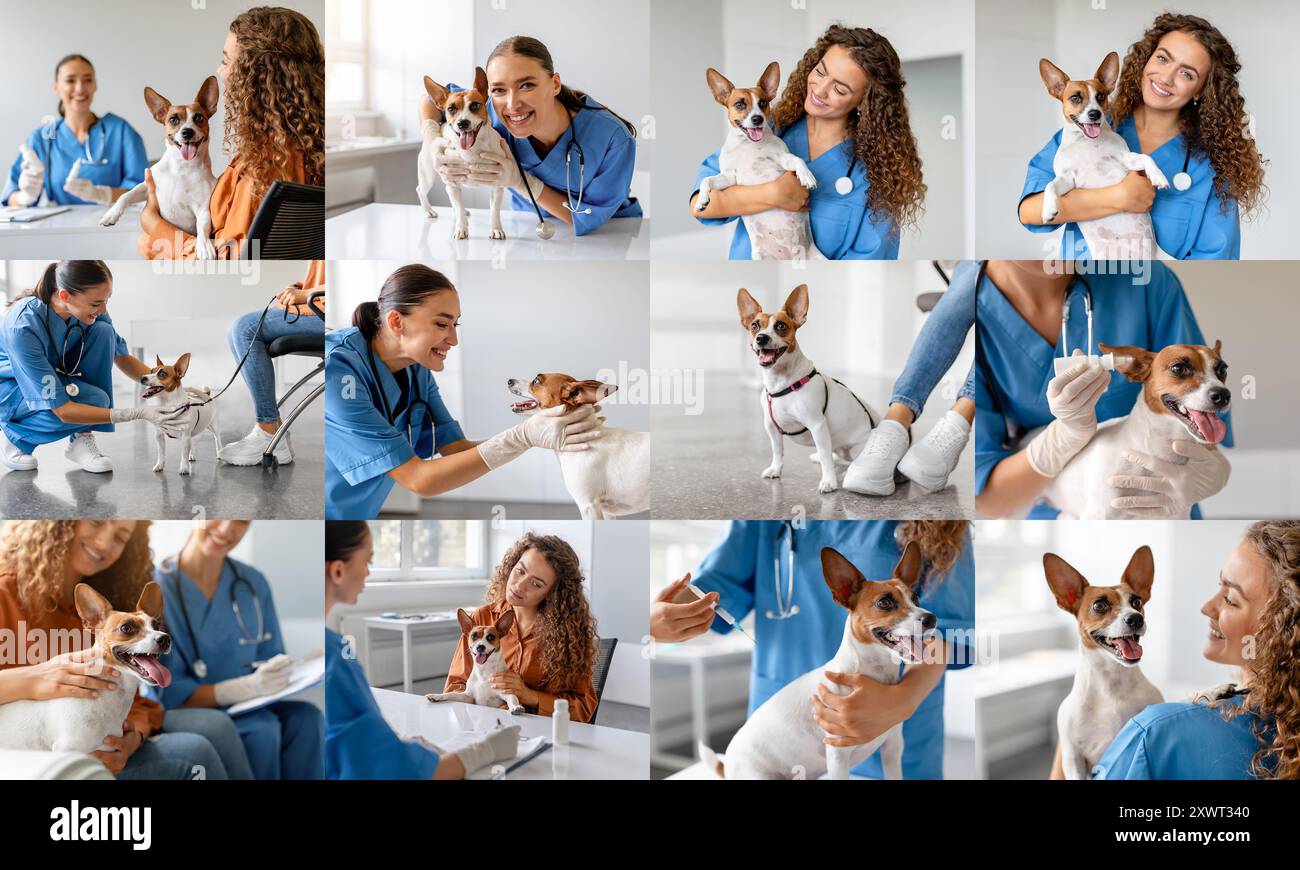 Veterinari che esaminano e si prendono cura di Jack Russell Terriers Foto Stock