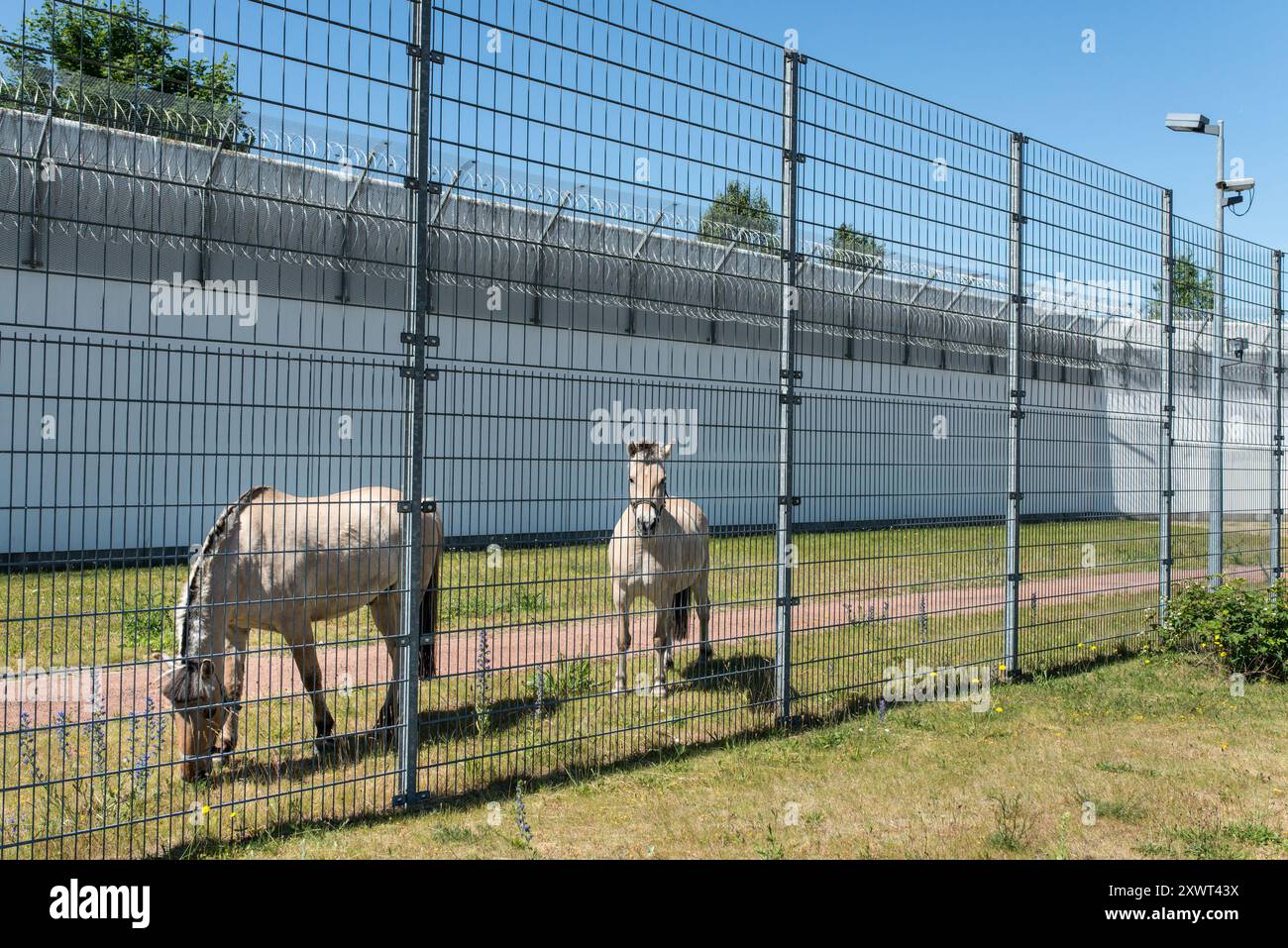 Due cavalli Norweger pascolano in un recinto sicuro presso il centro di detenzione minorile di Neustrelitz, dove vengono utilizzati per l'addestramento alla cura degli animali da detenuto. L'immagine rappresenta metaforicamente il contrasto tra libertà e confinamento. Foto Stock