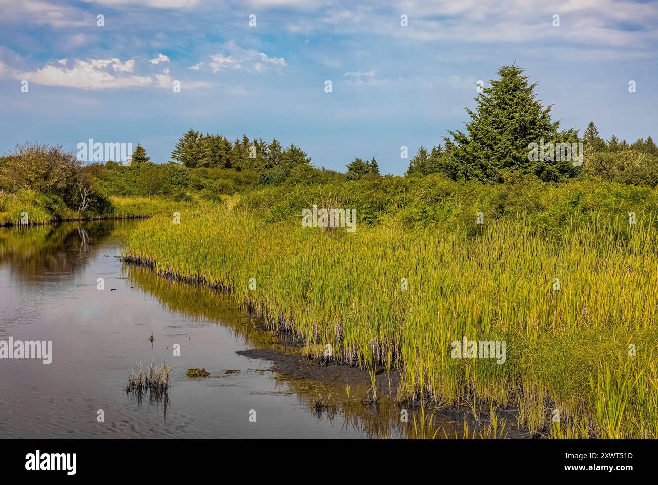 Redman Slough, un torrente colpito dalle maree, nel Bottle Beach State Park, Washington State, USA Foto Stock